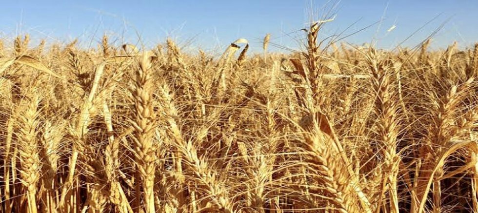Türkiye’nin sayesinde buğday fiyatı yarıya indi!
