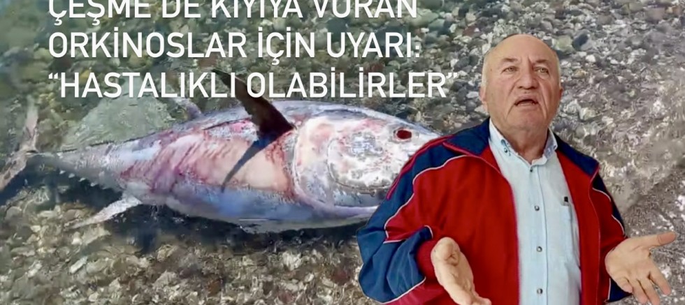Çeşme’de Kıyıya Vuran Orkinoslar Endişe Yarattı: “Hastalıklı Olabilirler”