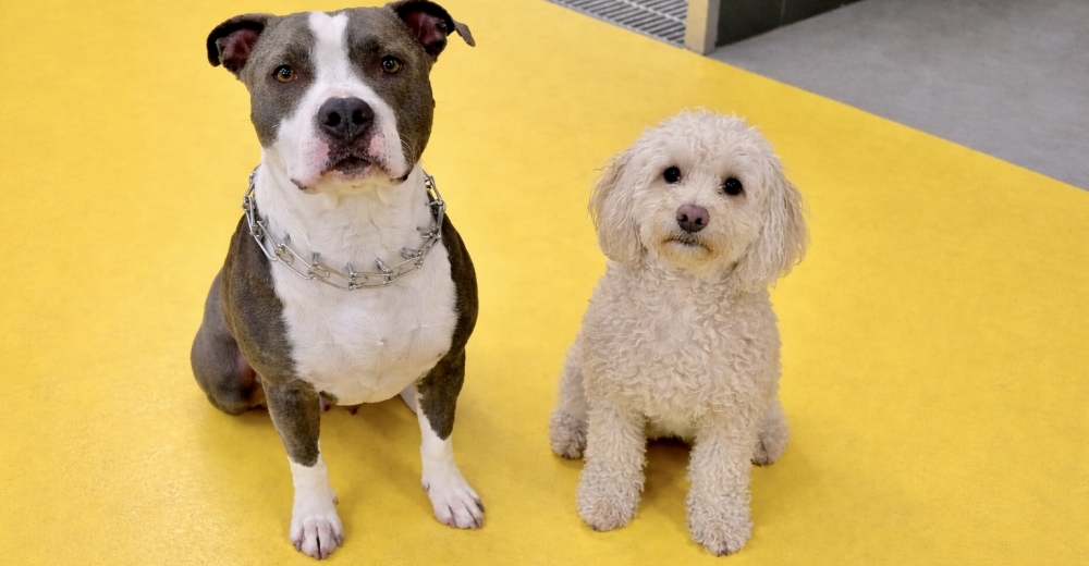 Kahraman Leo, Can Dostu Şanslı’ya Hayat Oldu