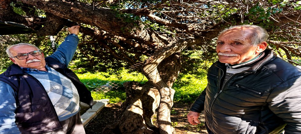 Alaçatı’da Sakızın 70 Yıllık Geçmişi Anlatıldı