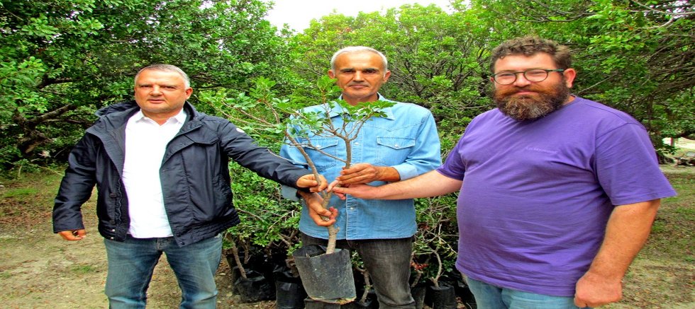 Arazisizlikten Binlerce Sakız Fidanı Toprakla Buluşamıyor