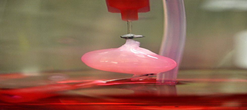 Bilim İnsanları Laboratuvarda İşlevsel Böbrek Geliştirdi