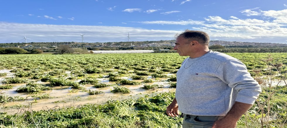 ÇEŞME’DE ENGİNAR ÜRETİCİSİ PERİŞAN OLDU!