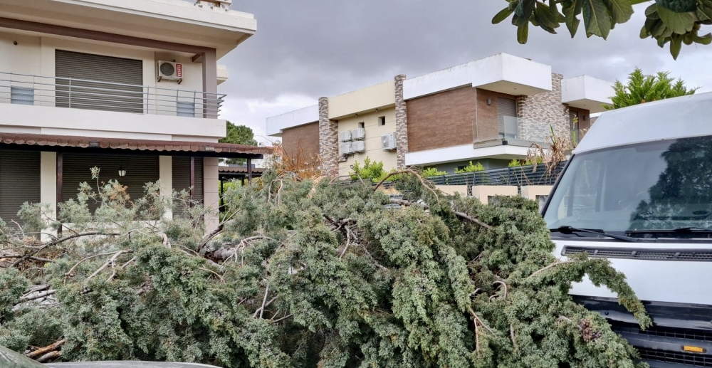 ÇEŞME’DE FIRTINA ETKİLİ OLDU: ALAÇATI’DA AĞAÇLAR DEVRİLDİ