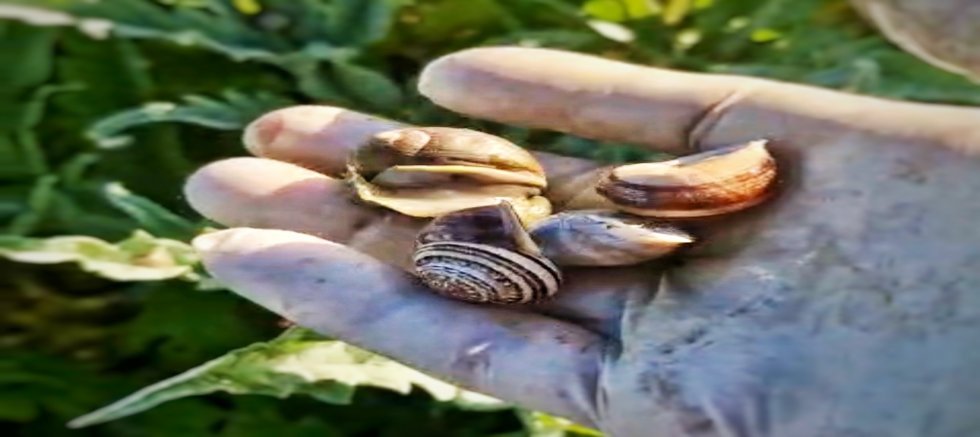 Çeşme’de Sıra Dışı İş İlanı; Salyangoz Toplama!