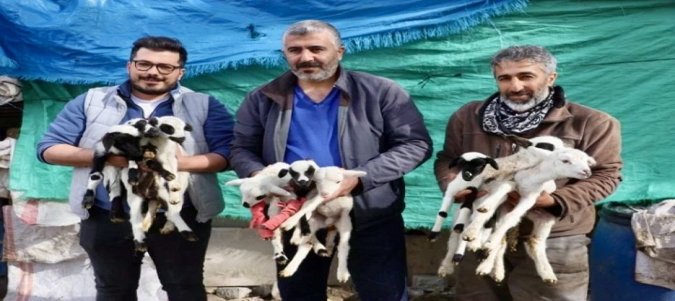 Çeşme Sakız Koyunu Dokuz Doğurdu