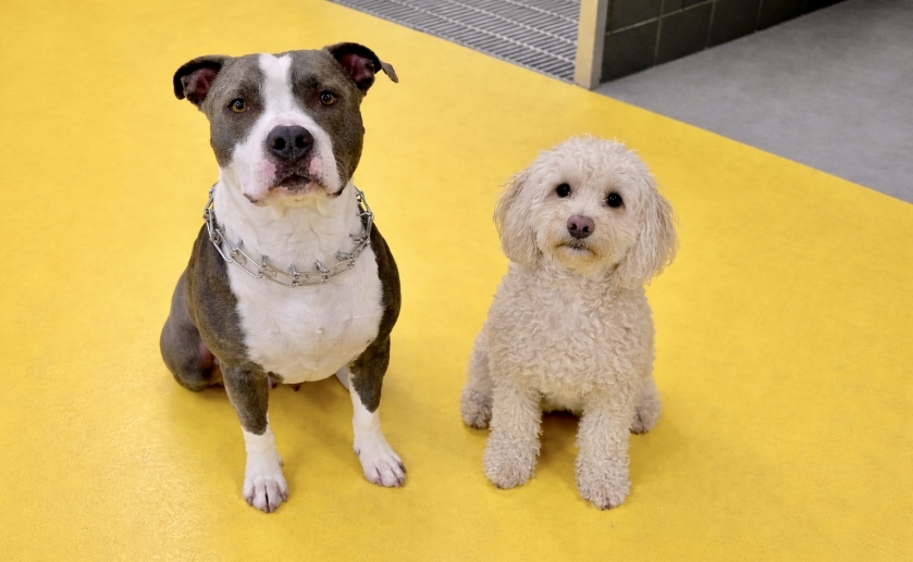 Kahraman Leo, Can Dostu Şanslı’ya Hayat Oldu