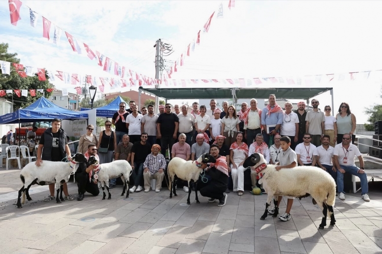 Ovacık Tarım ve Sakız Koyunu Şenliği’nde en iyi Sakız koyunları seçildi