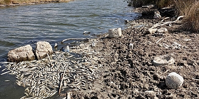 Alaçatı’da Azmak Deresi’nde balık ölümleri dikkat çekti 