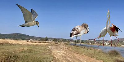 Alaçatı Sulak Alanındaki Kuş Türleri Tehdit Altında