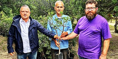 Arazisizlikten Binlerce Sakız Fidanı Toprakla Buluşamıyor