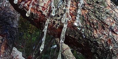 Çeşme Damla Sakızı Üretimi Artıyor!