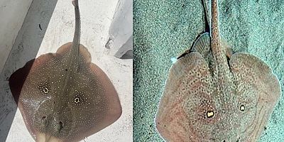 Çeşme’de Çevreci Ahmet Güler’in oltasına vatoz balığı rast geldi!