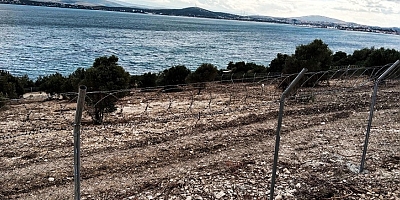 Çeşme’de Çevreciler ve Doğa Kazandı: Kalemburnu’ndaki Hukuksuz Tahribat Durduruldu!
