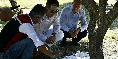 Çeşme’de Damla Sakızı Ağaçlarında İlk Hasat Başladı