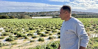 ÇEŞME’DE ENGİNAR ÜRETİCİSİ PERİŞAN OLDU!