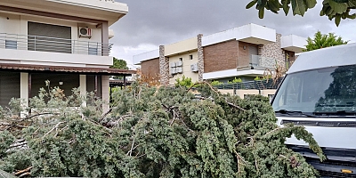 ÇEŞME’DE FIRTINA ETKİLİ OLDU: ALAÇATI’DA AĞAÇLAR DEVRİLDİ