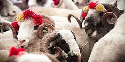 Çeşme’de kurban satış ve kesim yerleri!