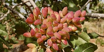 Çeşme’de Menengiç Ağaçları Antep Fıstığına Dönüştürülüyor