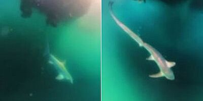 Çeşme'de Nesli Tükenmekte Olan Köpek Balığı Yakalandı