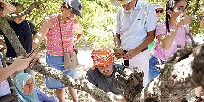 Çeşme’de Sakız Hasadı Eğitimi gerçekleştirildi 