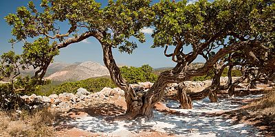 Çeşme’de Sakız Hasadı Hazırlıkları Başladı