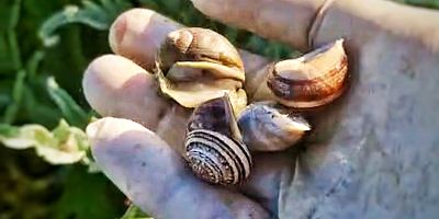 Çeşme’de Sıra Dışı İş İlanı; Salyangoz Toplama!