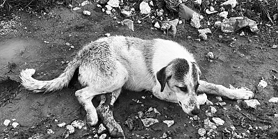 Çeşme’de Sokak Canı Vahşetine, Çeşme ÇESAL’den Sert Tepki