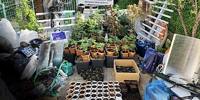 Çeşme'de uyuşturucu operasyonu! 134 kök Hint keneviri ele geçirildi…