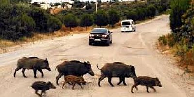 Çeşme’de Yaban Domuzlarının Avlanması İçin Valilik İzni!