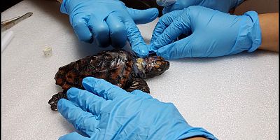 Çeşme’de Bulunan Yaralı Yavru Caretta Caretta Muğla’da Hayata Tutundu