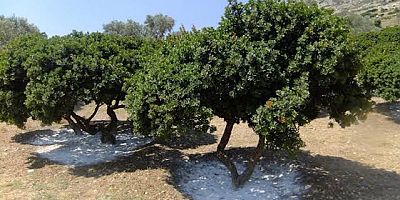 Çeşme'deki sakız ağaçlarının çevreci özelliği tespit edildi