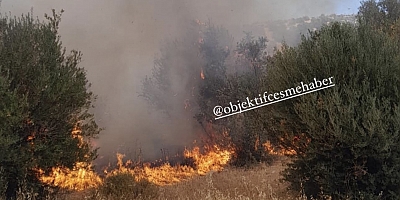 Çeşme Ildırı’da korkutan yangın!