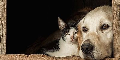 Çeşme Kent Konseyi: 