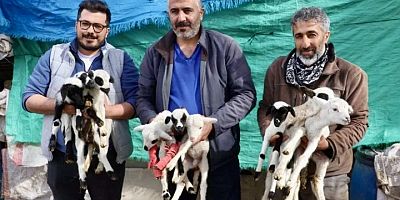 Çeşme Sakız Koyunu Dokuz Doğurdu