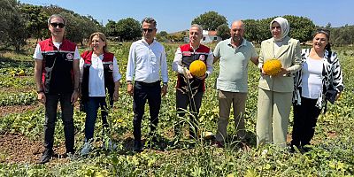 Coğrafi İşaretli Çeşme Kavununda Hasat Başladı