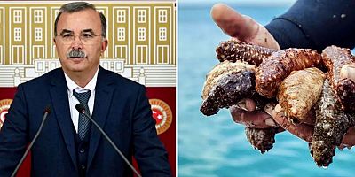 Deniz Patlıcanları Meclis Gündeminde!