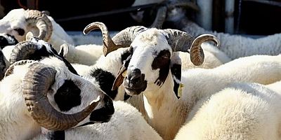 Elde kalan kurbanlıkları Et ve Süt kurumu alacak