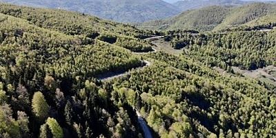 İzmir Bayraklı'da 375 Hektarlık Alan Orman Sınırları Dışına Çıkarıldı!