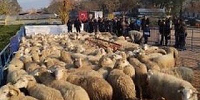 İzmir Büyükşehir Belediyesi İzmir genelinde 13 bin 571 küçükbaş hayvan dağıtımı yaptı.