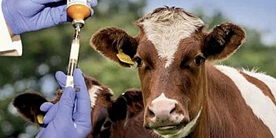 İzmir’de ‘Şap’ Alarmı: İki İlçede Karantina!