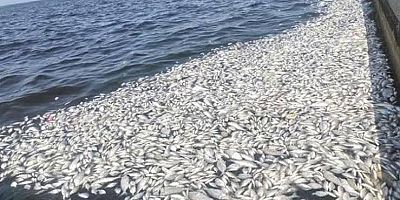 İzmir Körfezi’ndeki balık ölümlerine inceleme