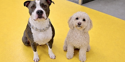 Kahraman Leo, Can Dostu Şanslı’ya Hayat Oldu