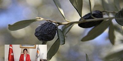 Karaburun’un simgesi ‘hurma zeytin’ iklim değişikliği kurbanı!