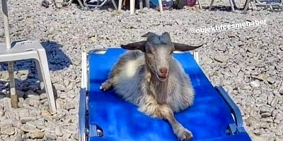 Kesilmekten Kurtulan Keçi Çeşme Plajlarında Boy Gösterdi