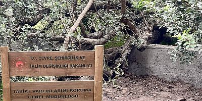 Koruma Altındaki Sakız Ağaçları Betona Kurban Gidiyor!