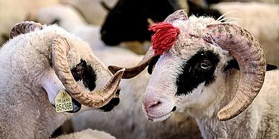 Kurban Bayramı tatili belli oldu