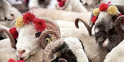 Kurbanlık Fiyatları Cep Yakıyor 
