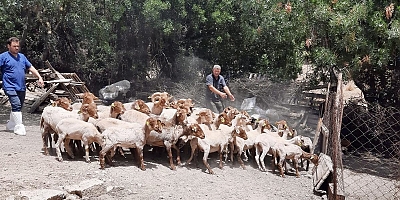 Nesli Tükenmekte Olan Çeşme'nin Kaçeli Koyunlarına Büyükşehirlerden Destek 