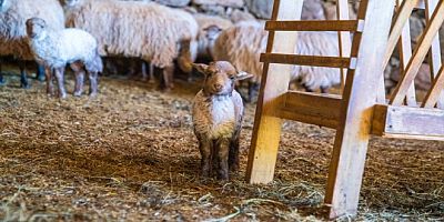 Nesli Tükenmekte Olan Kaçeli Koyunları İlk Kez Yavruladı!